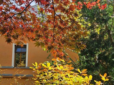 Acer palmatum 'Atropurpureum'